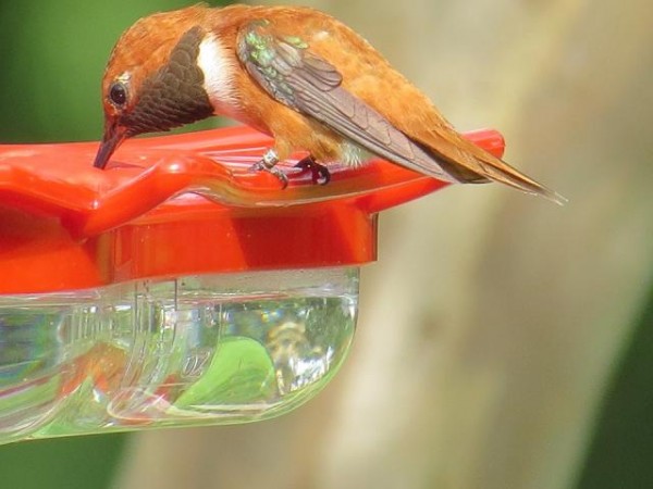 Returning Male Rufous Hummingbird