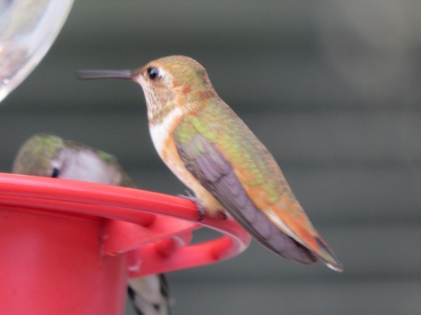 First Rufous. Many Ruby-throated Hummers.