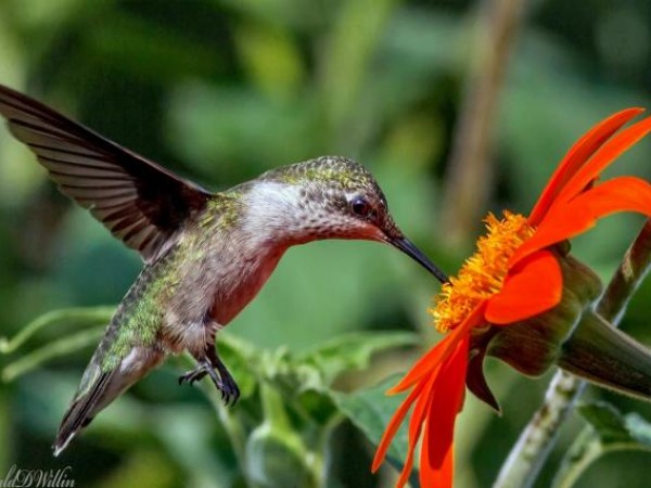 Hummingbird nectaring on a sunflower