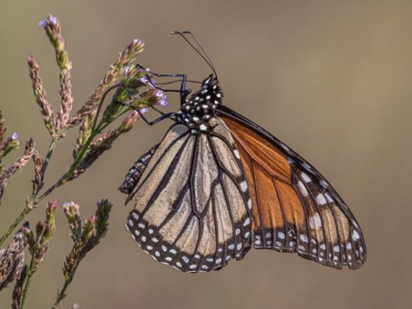 Five monarchs spotted