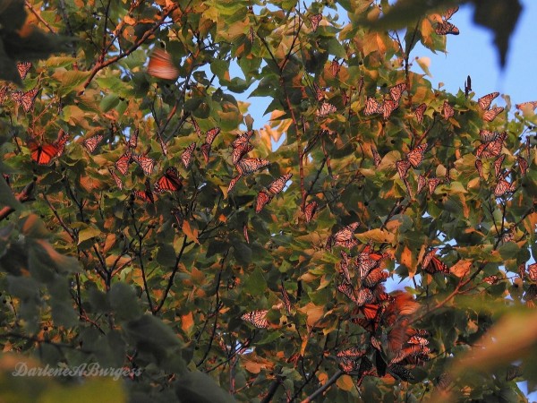 Approximately 4000 monarchs roosting