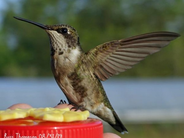 Juvenile Male Ruby throated hummingbird