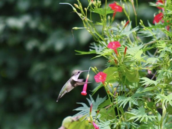 Hungry RTH Hummingbirds