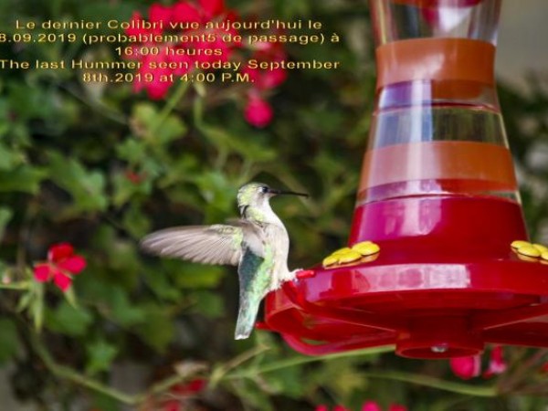 Montreal Ruby-throated hummingbird