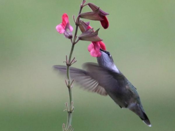Hummingbird nectaring photo 