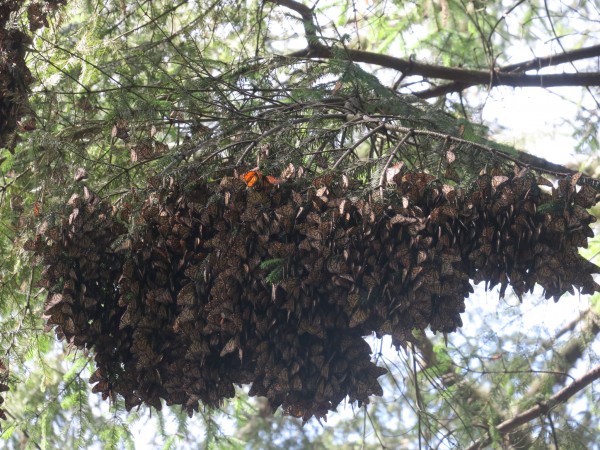 monarch roosts