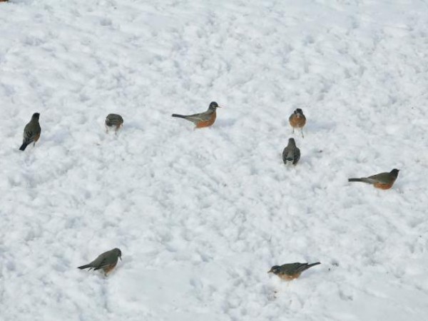 flock of spring robins