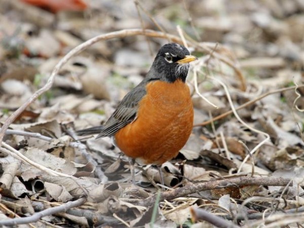 Robin foraging on ground.