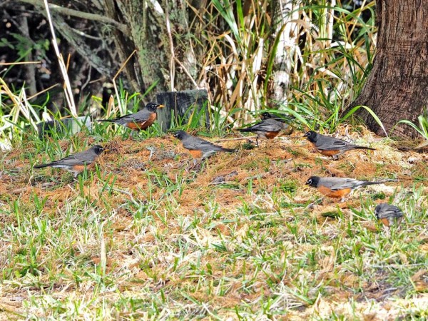 Robins foraging on the ground.