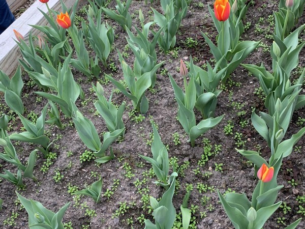 Tulips blooming in Texas.