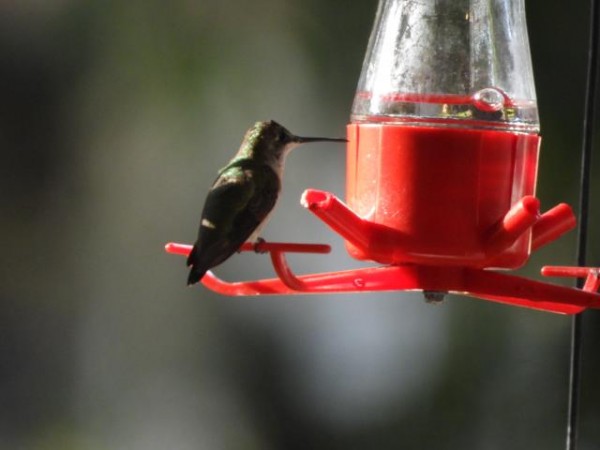 banded hummingbird
