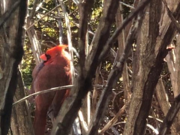 Male cardinal in a shrub.