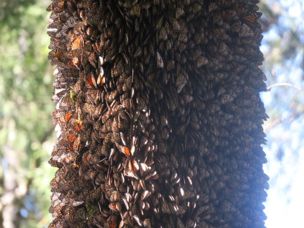 monarch clusters along tree trunk