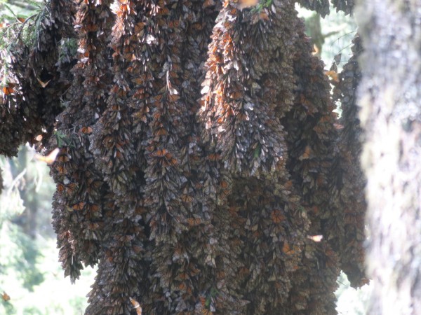 monarchs hanging from branches