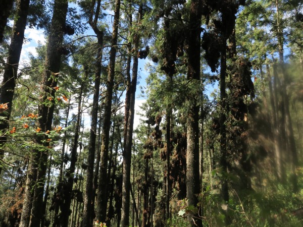 Monarchs clustering in the trees.