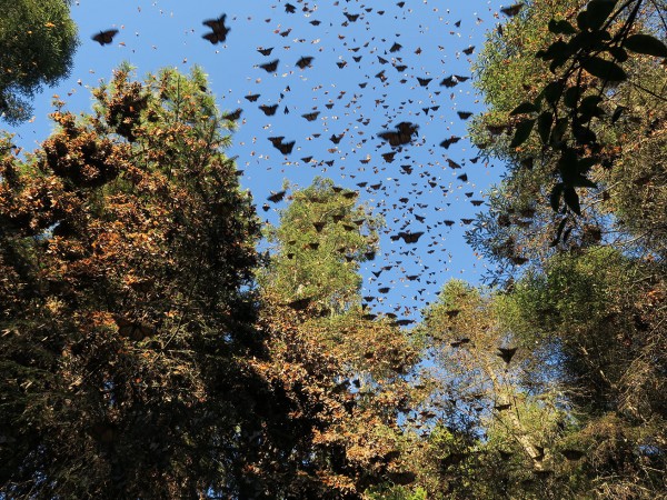 Monarchs moving to Rio Grande canyon just outside El Rosario Sanctuary