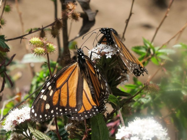 not so bright monarchs
