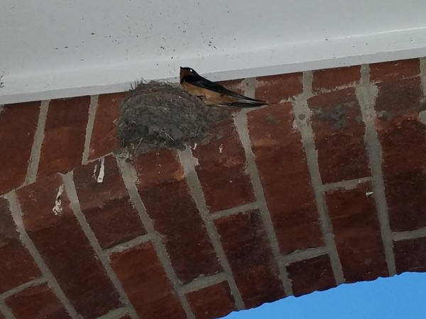 Barn Swallow nesting.