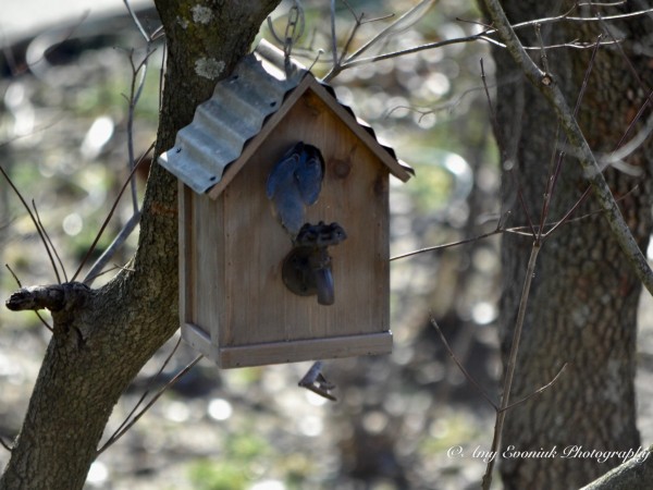 Bluebird nesting in box.