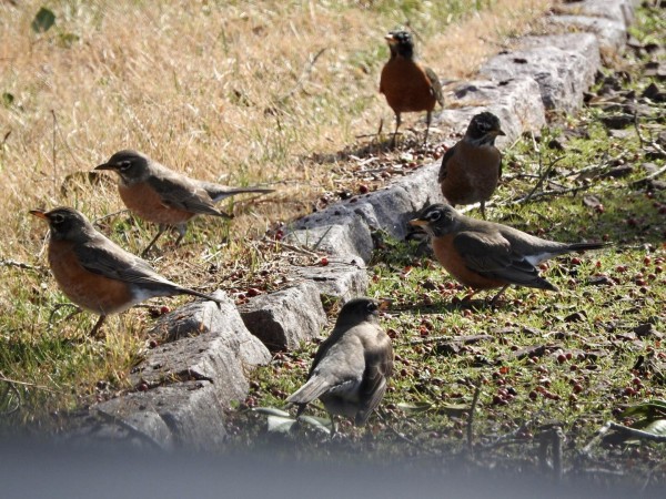 Robins foraging on ground.