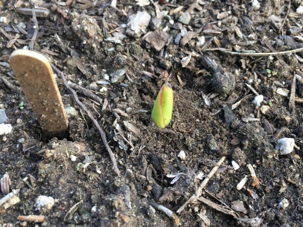 Tulip emerging from soil.