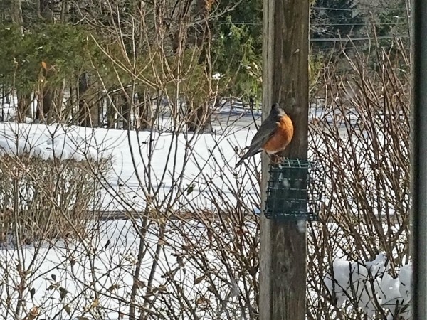 Robin on a woodpecker feeder.