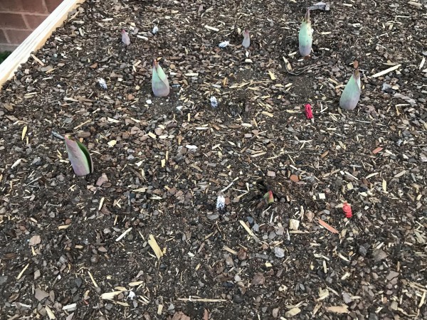 Tulips emerging.