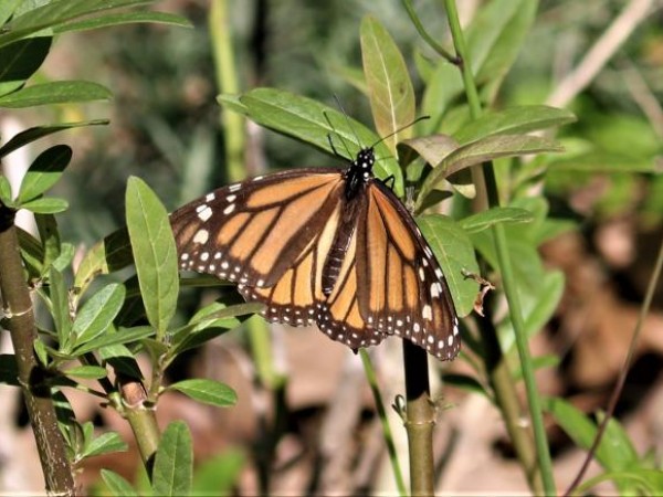 monarchs and milkweeds