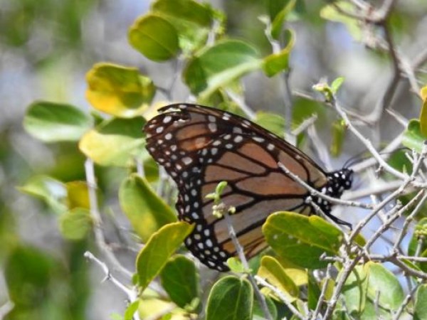 monarchs seen in tx