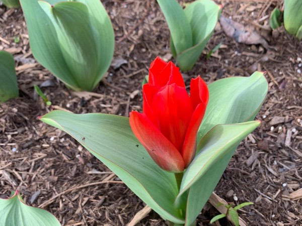 Scarlet tulip blooming.