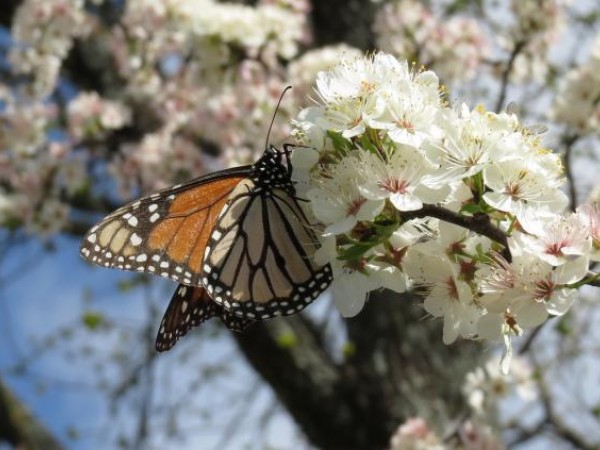 monarch nectaring on Mexican Plum Tree