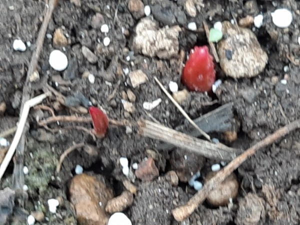 Emerging tulips