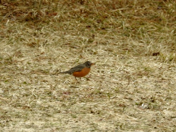 Robin on ground.