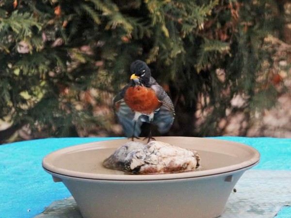 Robin enjoying a bird bath.