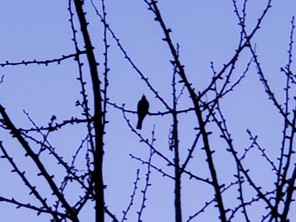 Robin high in a tree at dusk.