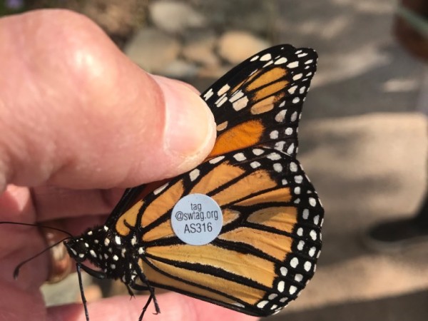 tagged monarch