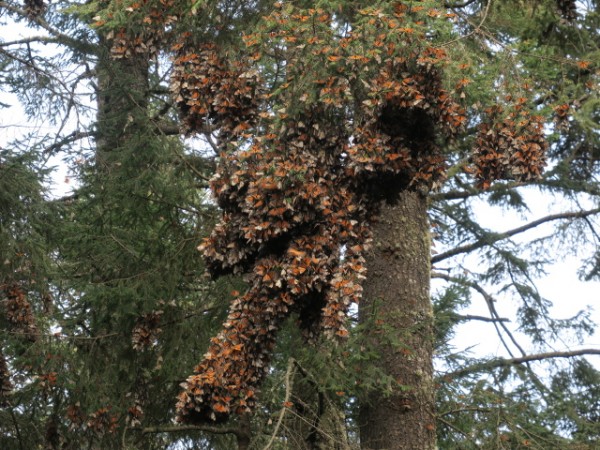more clusters of monarchs