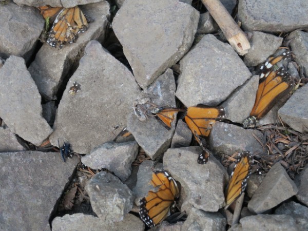 Normal mortality of monarchs