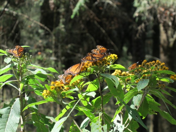 Monarchs Nectaring