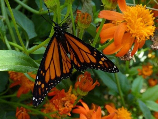Freshly Eclosed Monarch on Mexican Flame Vine