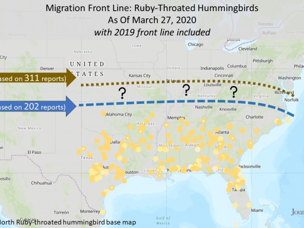 Ruby throated hummingbird migration front line compared