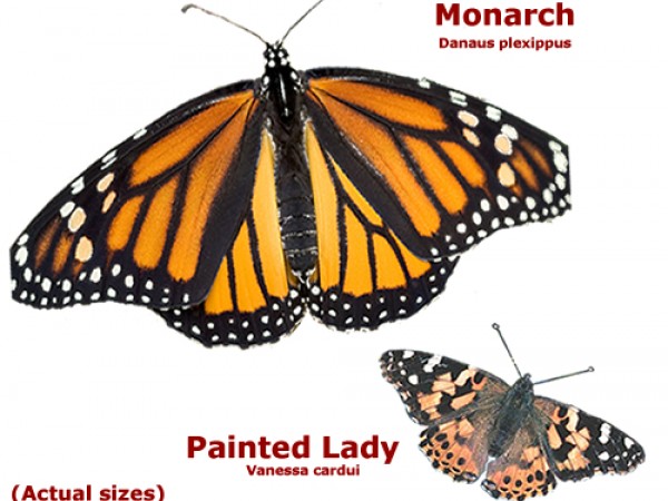 painted and monarch