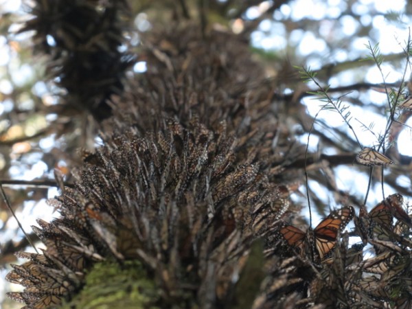 monarchs along tree trunk