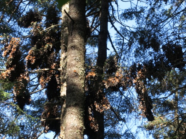 monarch in Sierra Chincua Sanctuary