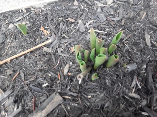 Tulips emerging in Quebec.