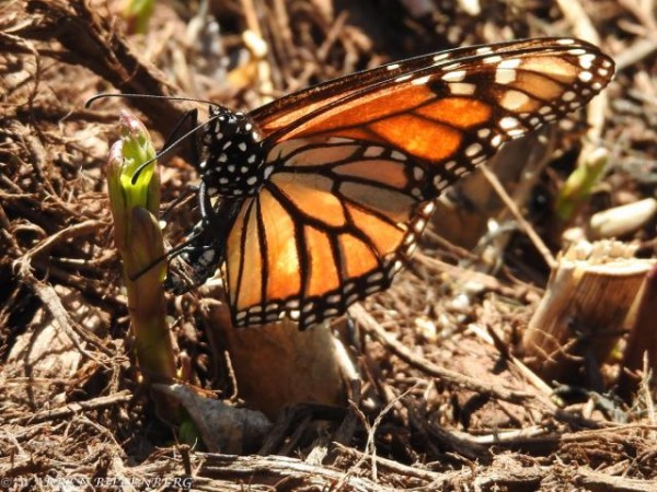 monarch laying eggs