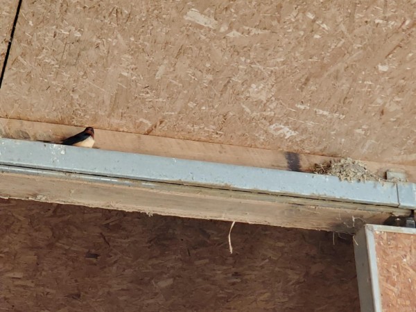 Nesting Barn Swallow