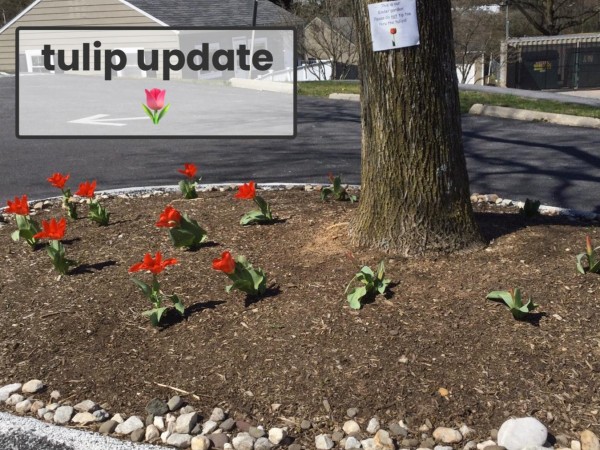 Tulips blooming at a school garden