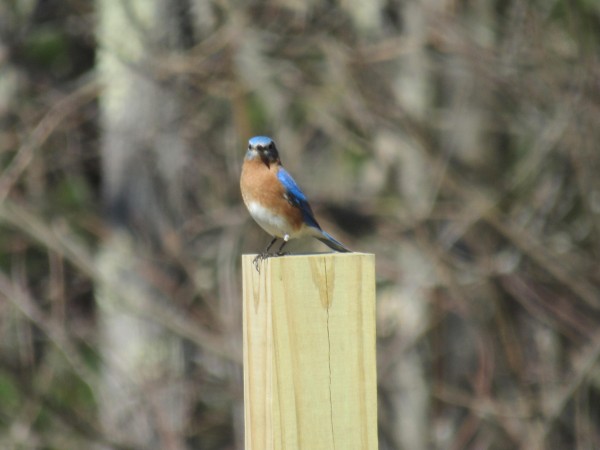 Bluebird on a nest box.