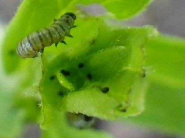 milkweed caterpillars